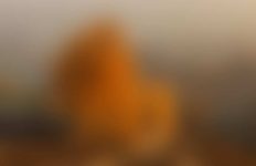 Misty Landscape